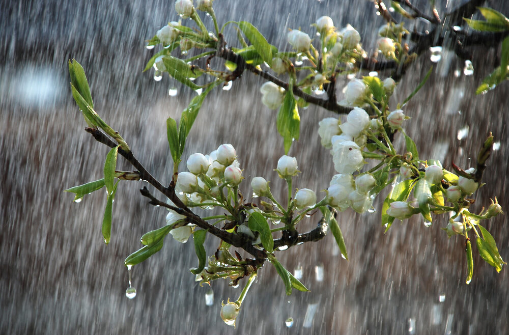 Regen-Starkregen-Blueten-Franks-kleiner-Garten